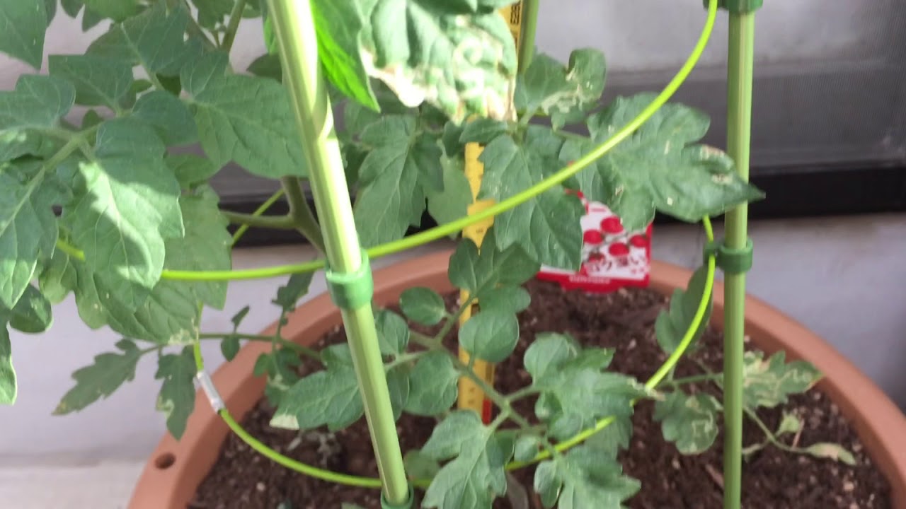 【子どもの時間】小学生から始める家庭菜園　観察15回目