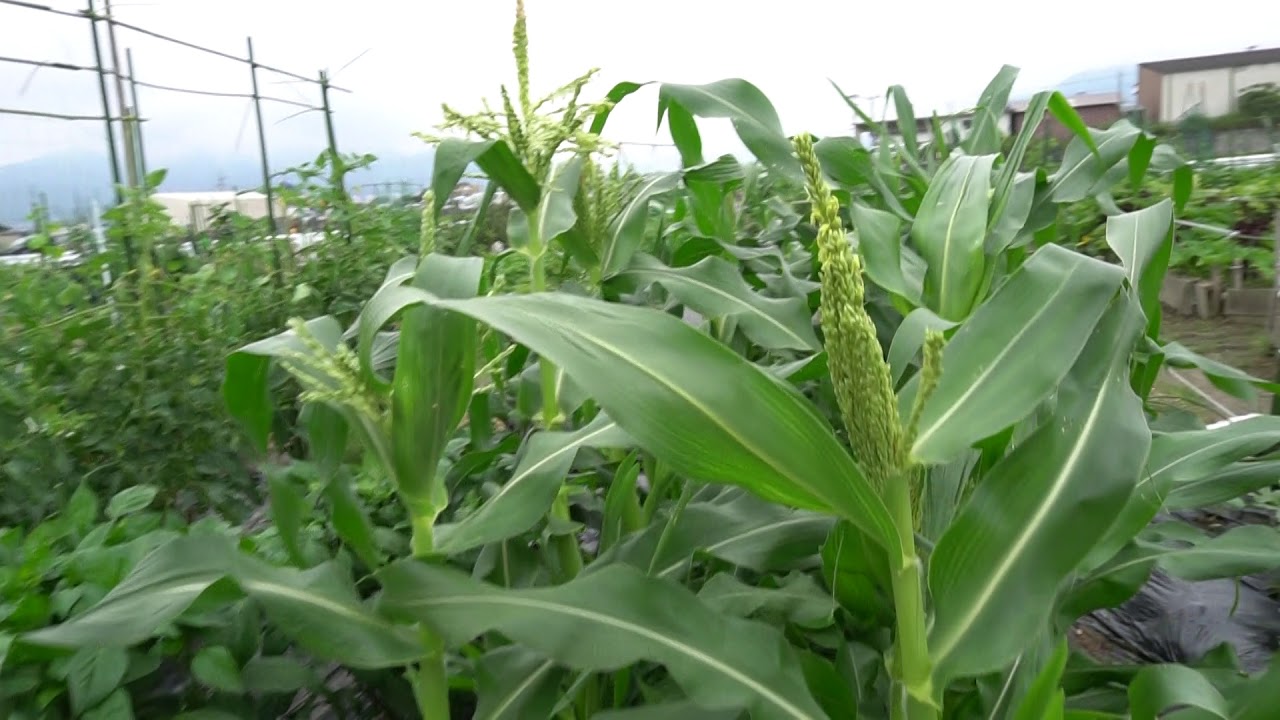 福岡市レンタル菜園2018年6月23日 万田酵素をまいた