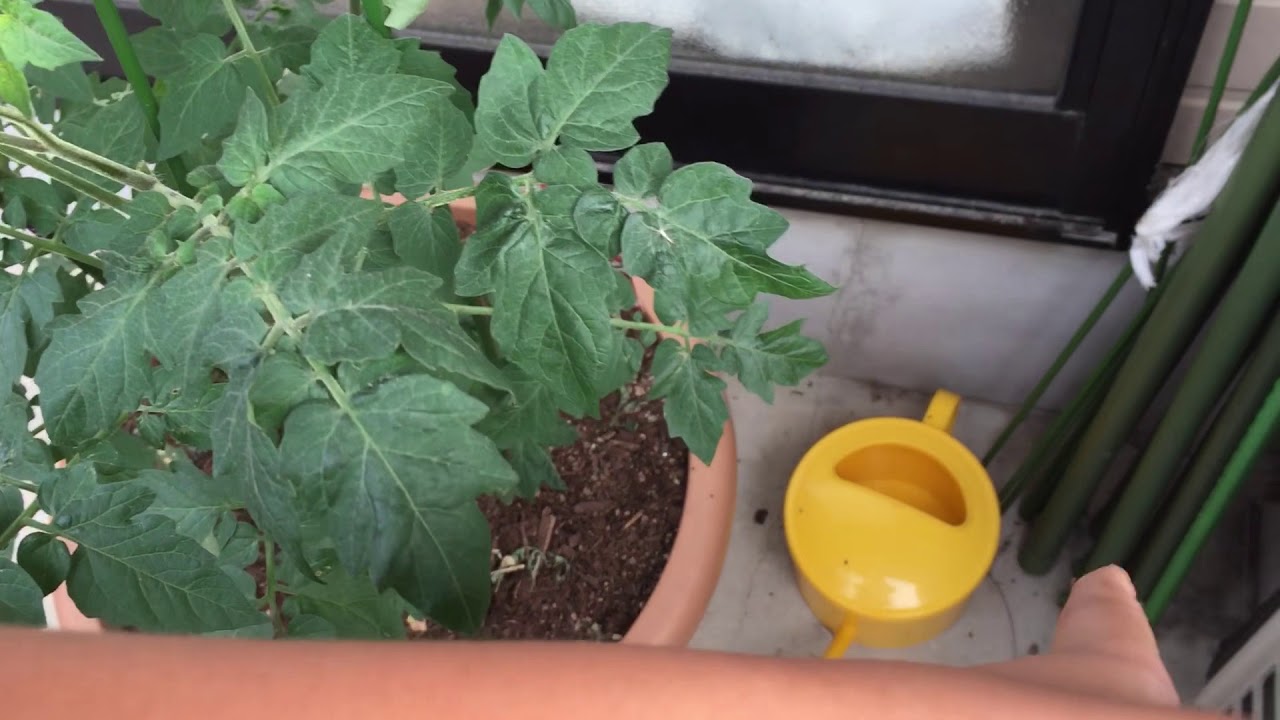 【子どもの時間】小学生から始める家庭菜園　観察25回目