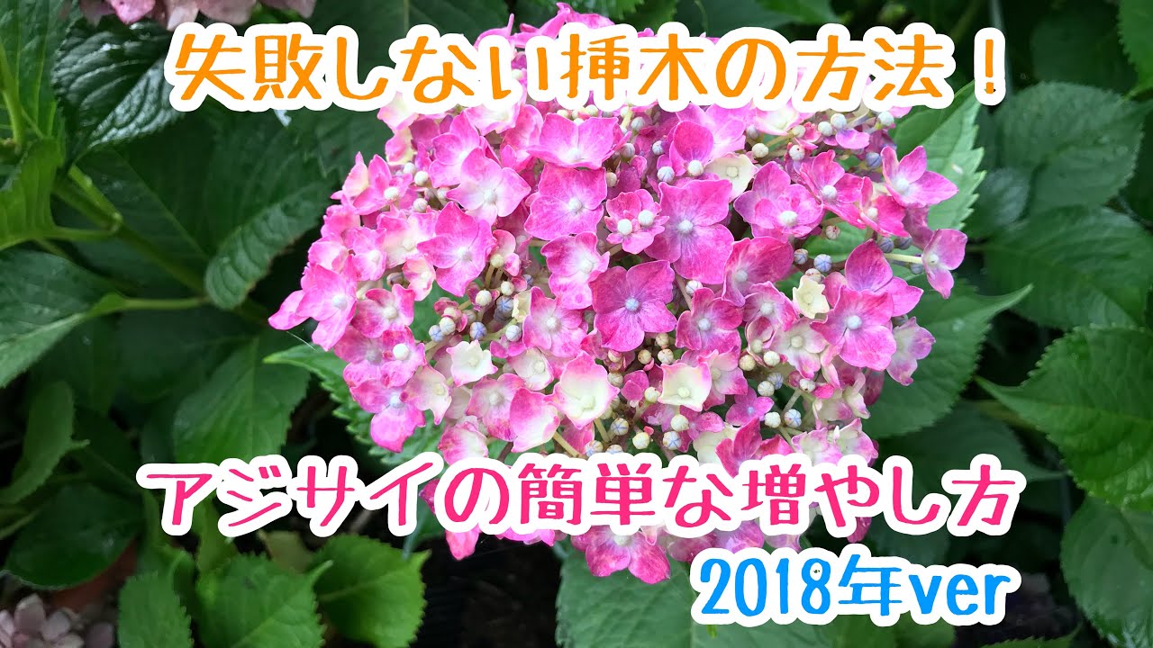 動画で家庭菜園『2018年ver　アジサイの簡単な増やし方…失敗しない挿木の方法！』Ｈ30.6.30