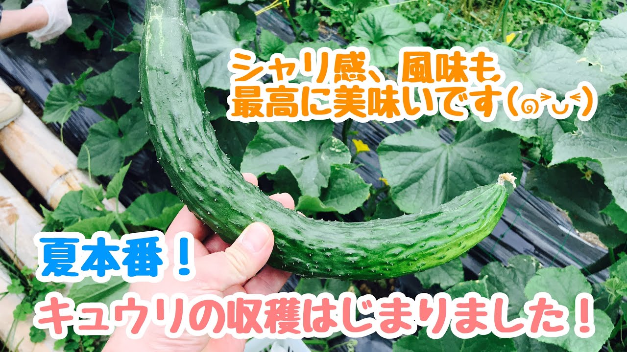 動画で家庭菜園『夏本番！キュウリの収穫はじまりました！　シャリ感、風味も最高に美味しいです(*’▽’)』Ｈ30.6.8