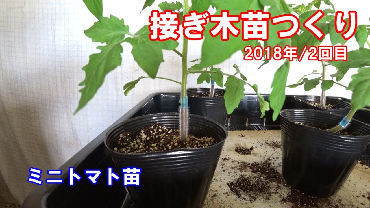 接ぎ木苗つくり2018年2回目/家庭菜園ミニトマト