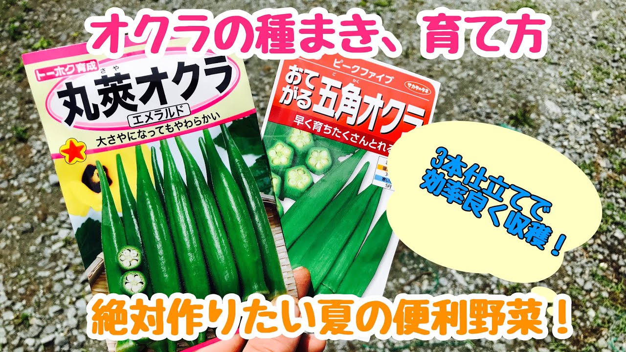 動画で家庭菜園『オクラの種まき、育て方…3本式で効率良く収穫！　絶対作りたい夏の便利野菜！』Ｈ30.6.8