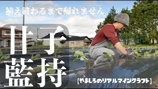 【リアルマインクラフト】芽キャベツを定植する【家庭菜園】