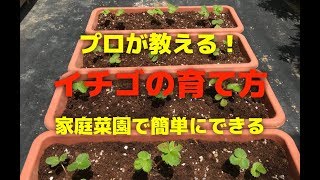 イチゴをプランターで育てる方法！家庭菜園で簡単にいちごが栽培できる