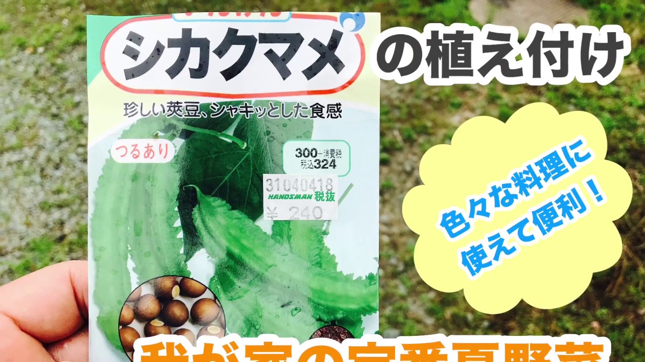 動画で家庭菜園『シカクマメの植え付け…色々な料理に使えて便利！我が家の定番夏野菜』Ｈ30.6.15