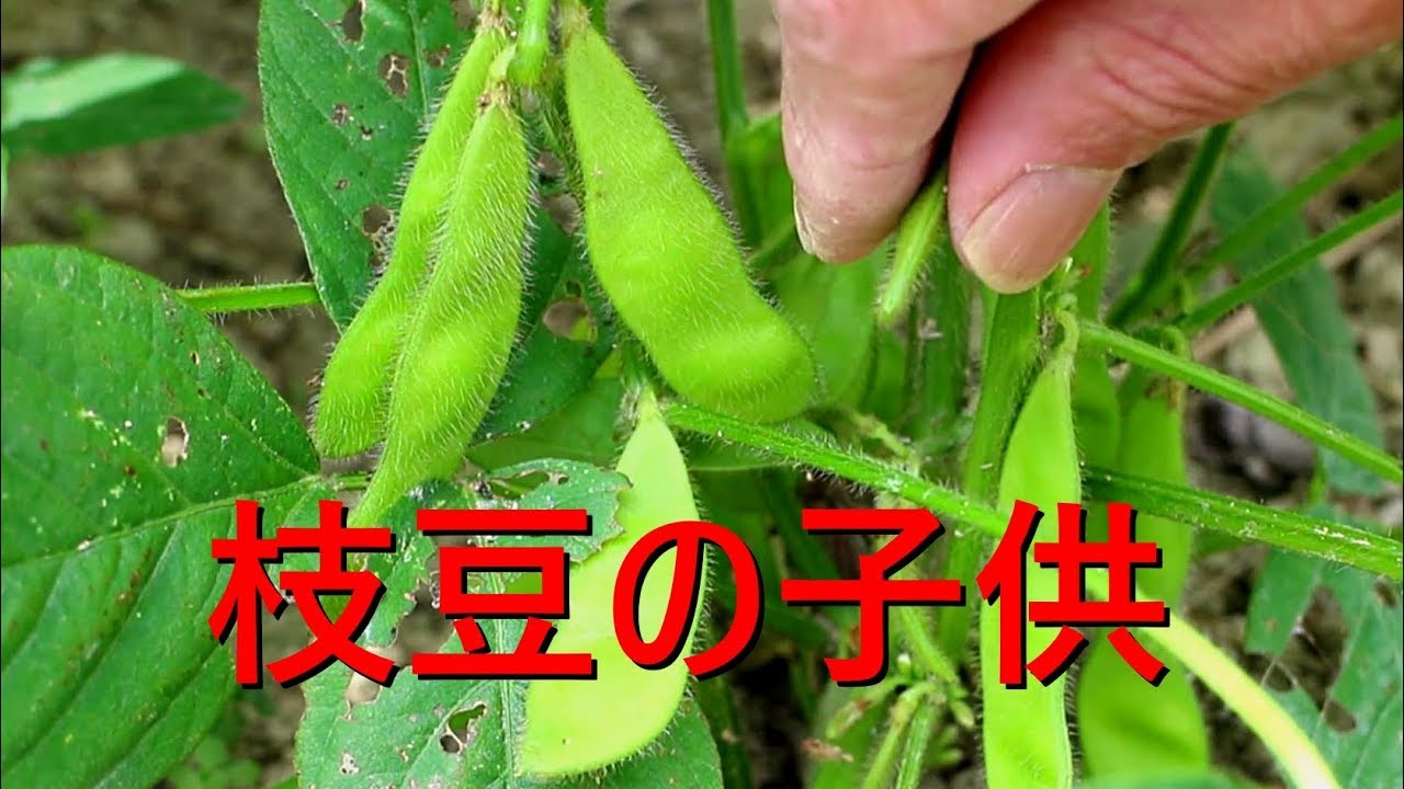 今の畑【家庭菜園・四国6月中旬】