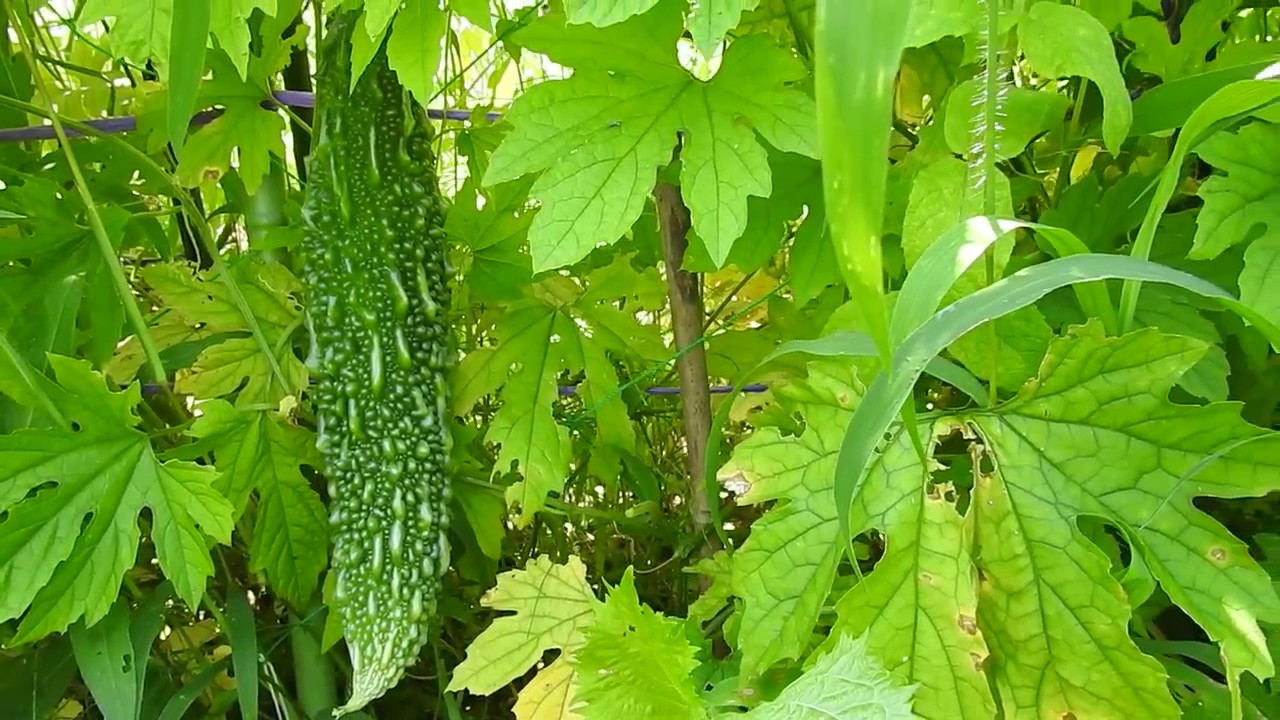 ニガウリ　家庭菜園