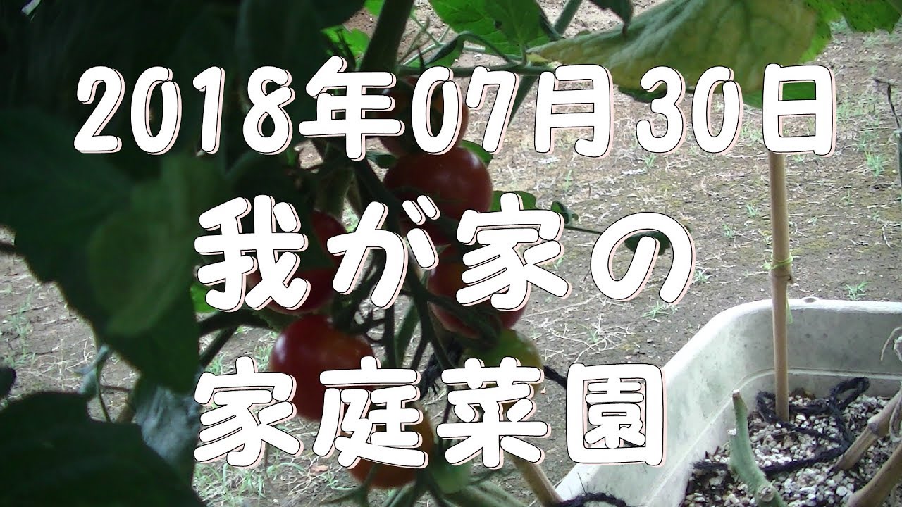 2018年0７月30日　わが家の家庭菜園