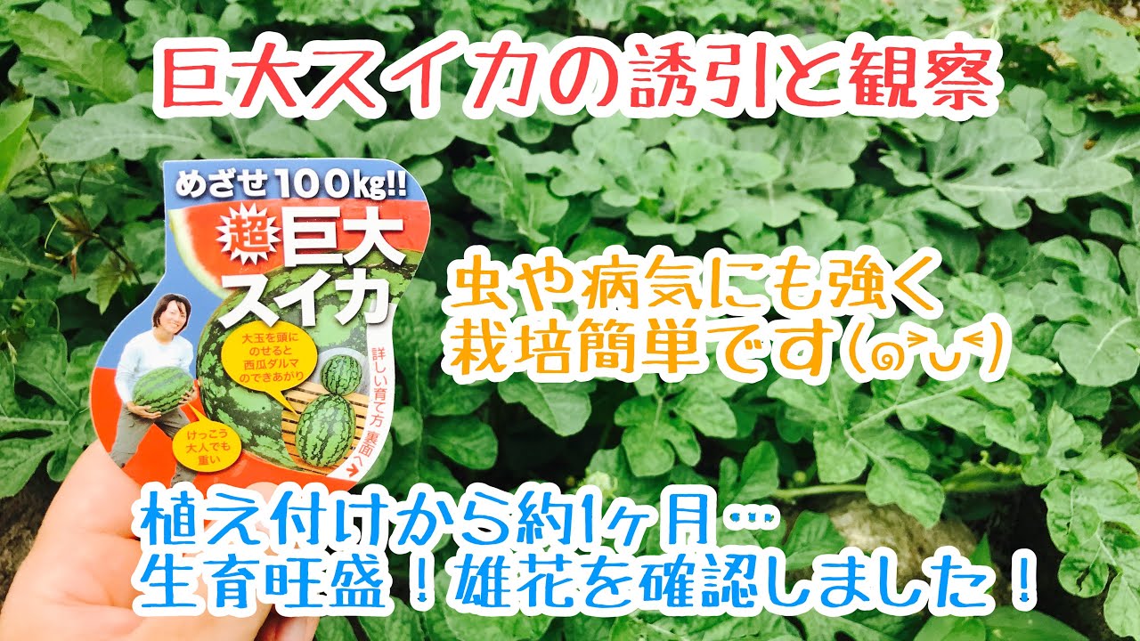 動画で家庭菜園『植え付けから約1ヶ月…巨大スイカの誘引と観察…生育旺盛！雄花を確認しました！』Ｈ30.7.2