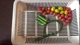 【家庭菜園ミニトマト,オクラ，ジュウロクササゲ収穫】（７月8日撮影）