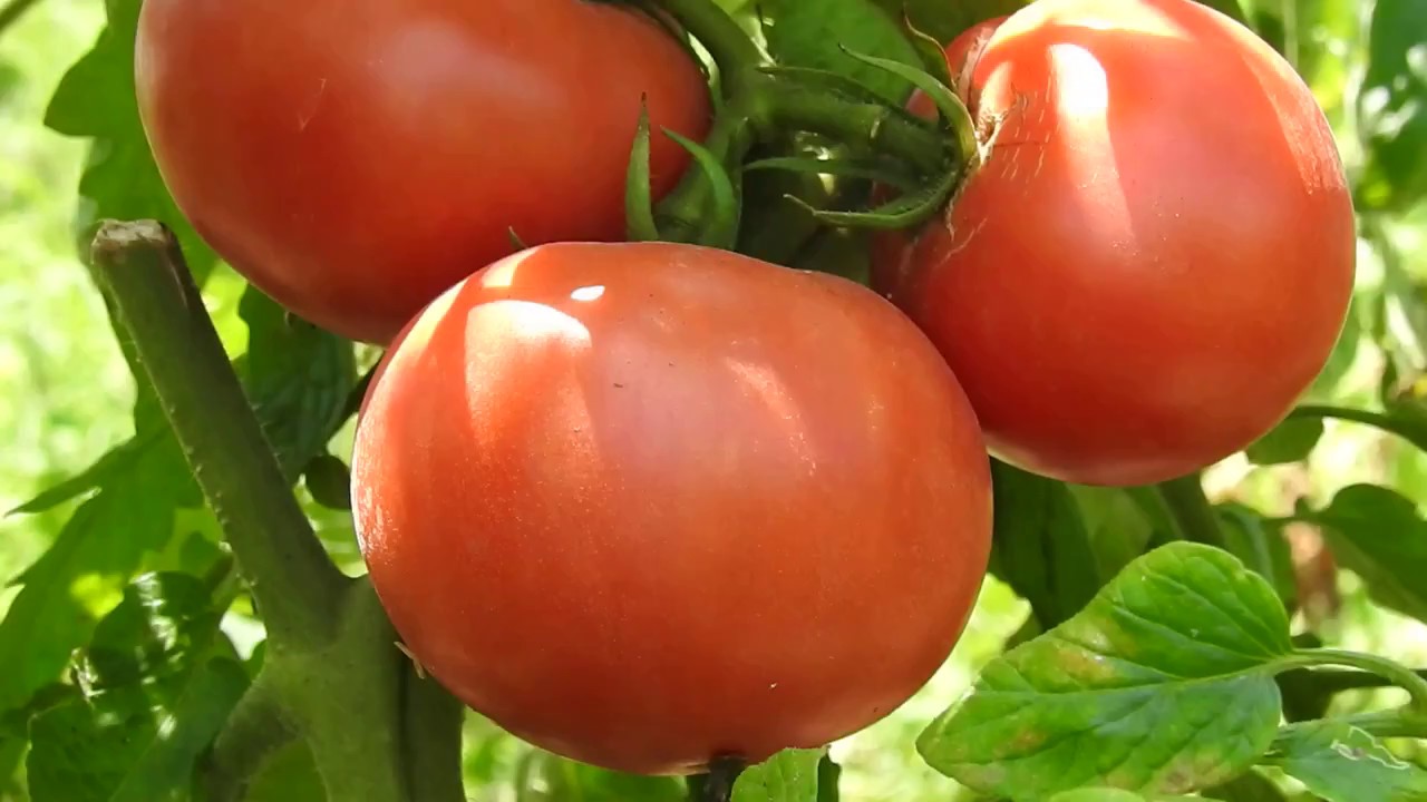 大玉トマト　家庭菜園