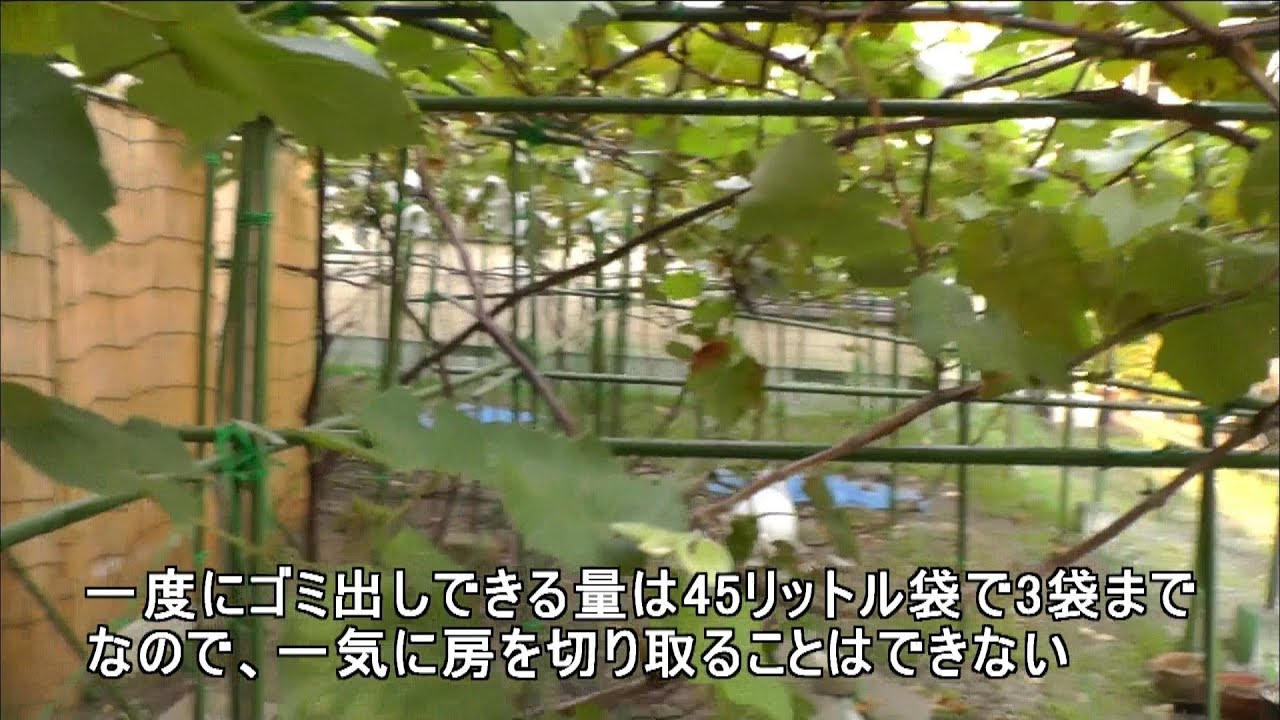 家庭菜園（141） 　今年はブドウの房の個数を間違えて、いつまでたっても甘くならない！大失敗でした！！