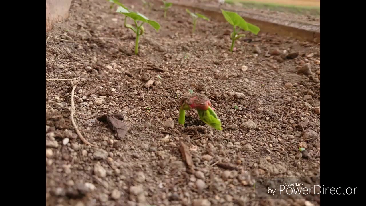 2018家庭菜園