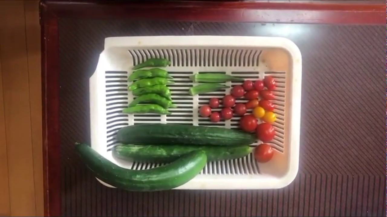 【庭菜園茄子,キュウリ,ミニトマト収穫】（7月1日撮影）