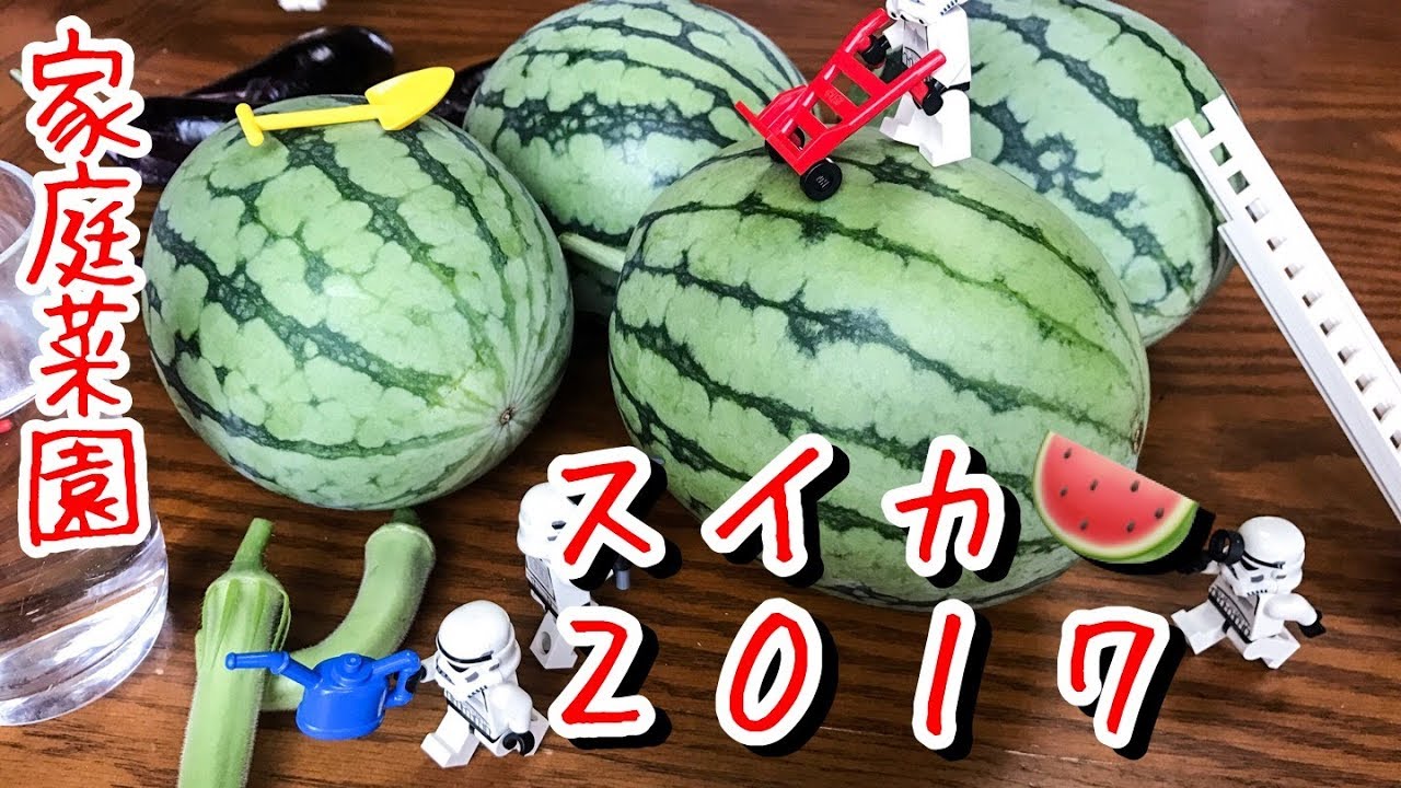 スイカ🍉2017 『家庭菜園だより』watermelon