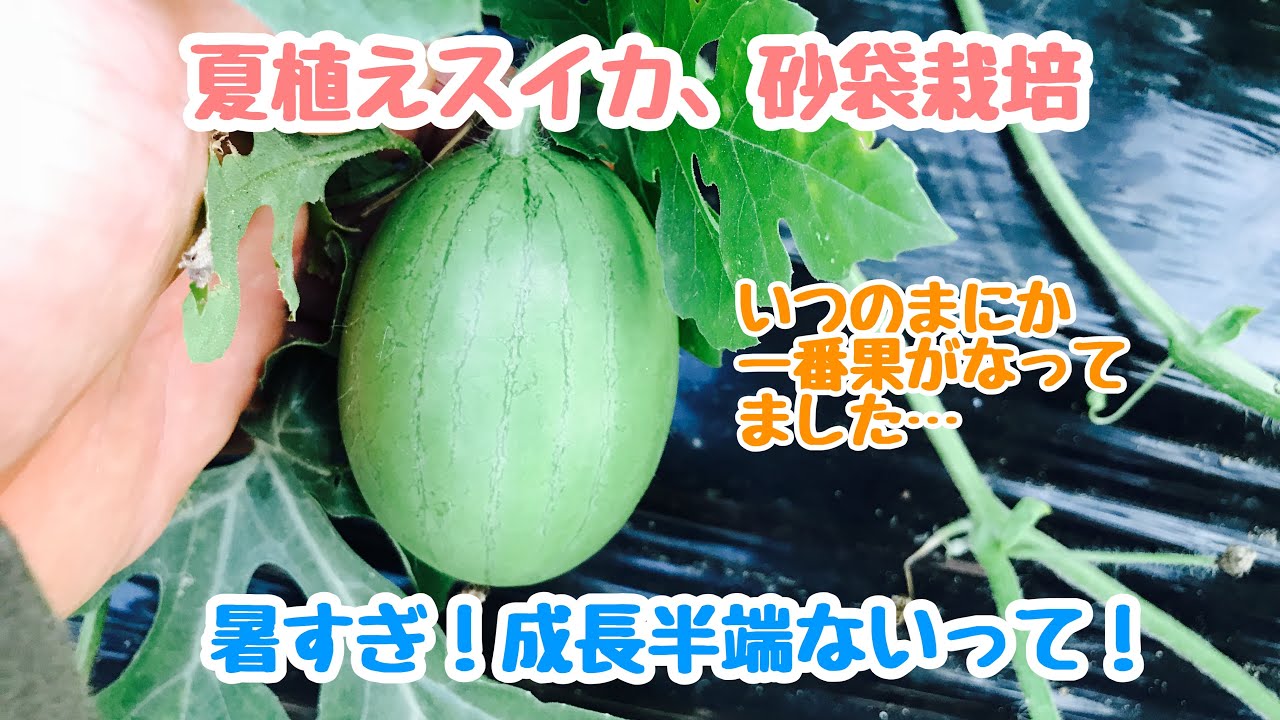 動画で家庭菜園『夏植えスイカ、砂袋栽培…暑すぎ！成長半端ないって！一番果確認！』H30.7.2－7.13