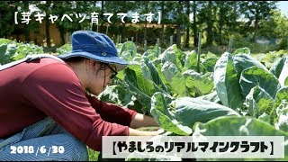 【リアルマインクラフト】芽キャベツの葉かきをした【家庭菜園】