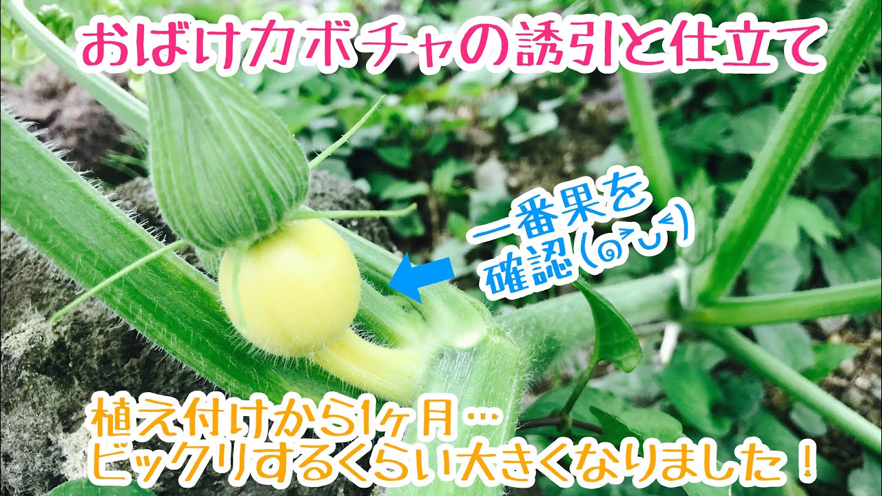 動画で家庭菜園『植え付けから1ヶ月…おばけカボチャの誘引と仕立て…ビックリするくらい大きくなりました！』Ｈ30.7.2