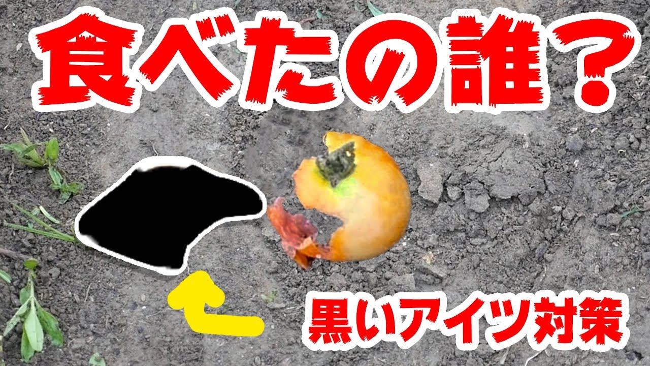 【家庭菜園】トマト食ったの誰だよぉーー！カラスをネットで防ぐ#6