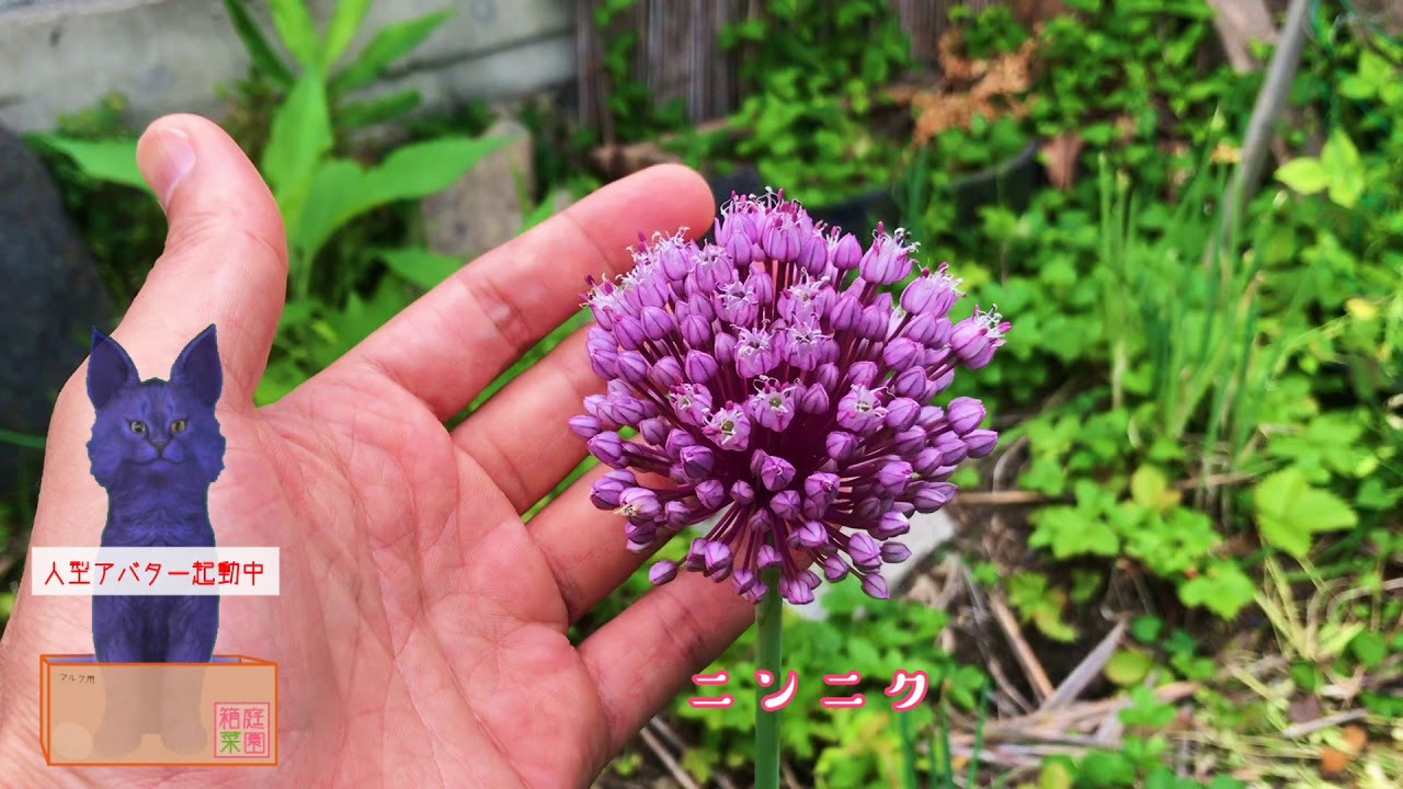 青猫の「箱庭菜園」動画はじまるよ！