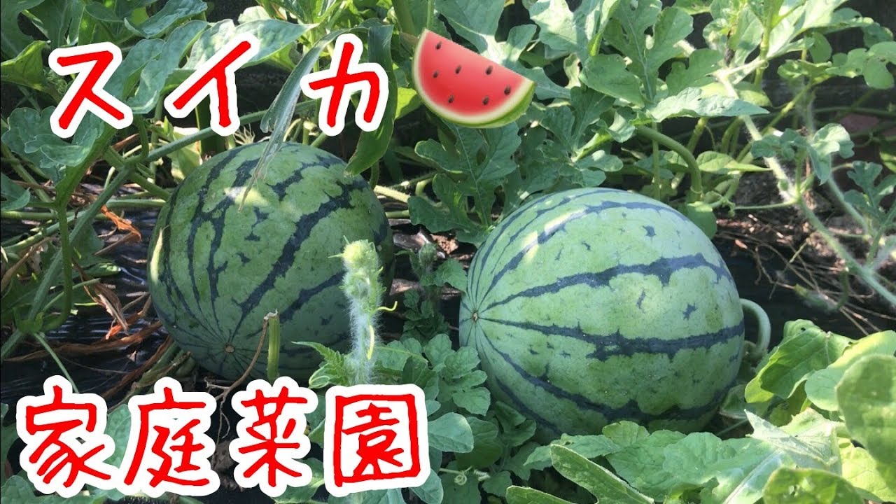 スイカ🍉『家庭菜園だより』watermelon