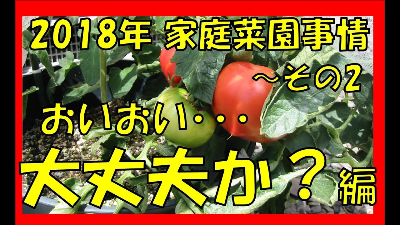 2018　7月　家庭菜園事情　その2～大丈夫か？編