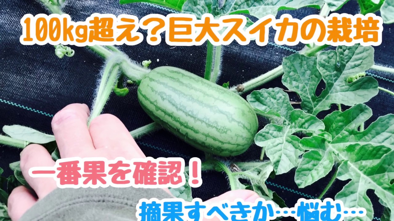 動画で家庭菜園『100㎏超え？巨大スイカの栽培…一番果を確認！摘果すべきか悩む…』Ｈ30.7.15