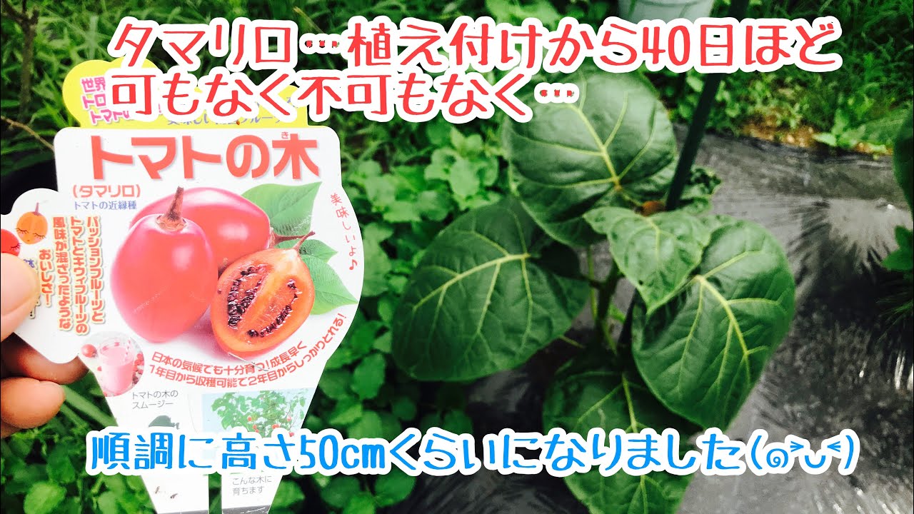 動画で家庭菜園『トマトの木（タマリロ）植え付けから40日ほど…可もなく不可もなく…高さ50cmくらいになりました(๑˃̵ᴗ˂̵)』H30.7.2