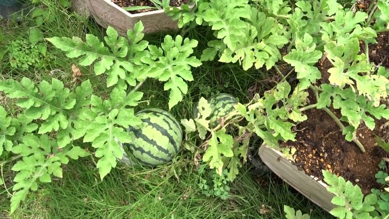 今年も家庭菜園（2年目）⑫