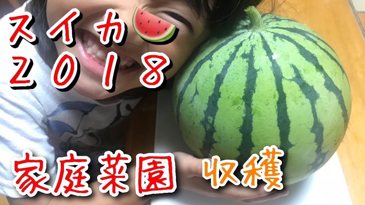 スイカ🍉２０１８『家庭菜園だより』watermelon