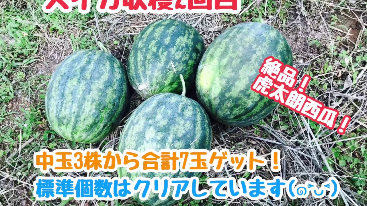 動画で家庭菜園『虎太郎スイカ収穫2回目…中玉3株から合計7玉ゲット！標準個数はクリアしています(*^^)v』Ｈ30.7.13