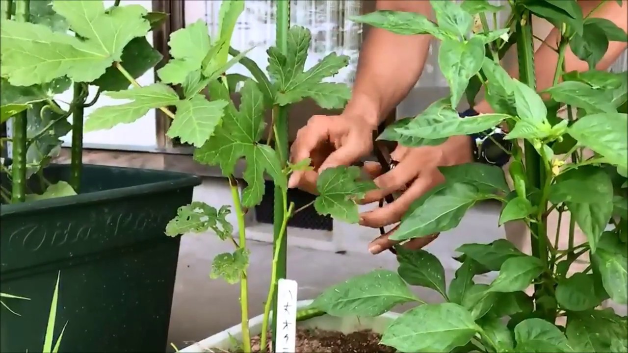家庭菜園・オクラの収穫方法