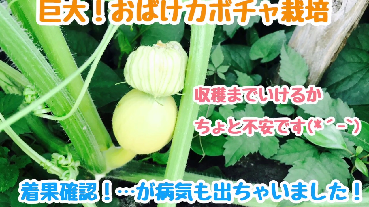 動画で家庭菜園『巨大！おばけカボチャ栽培…着果確認！…が病気も出ちゃいました！』H30.7.15