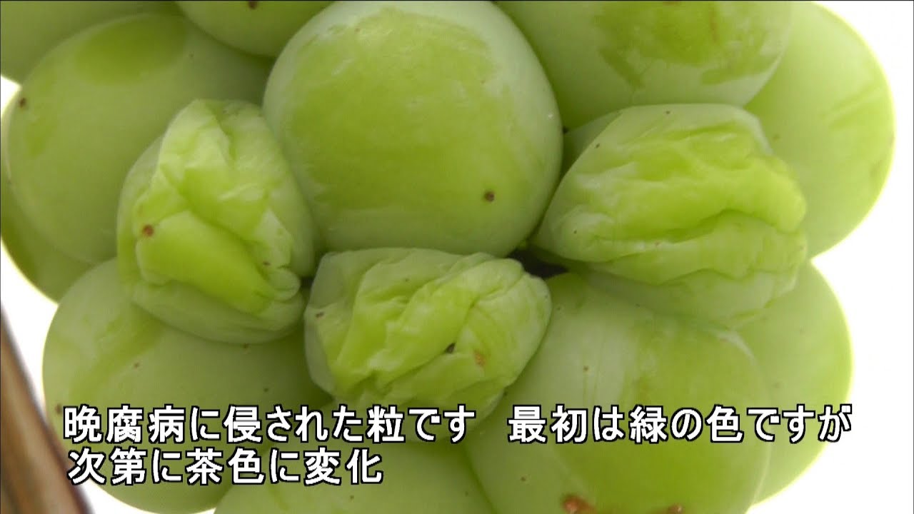 家庭菜園（140） 　我が家のブドウ、数週間前から晩腐病（おそぐされ病）に侵されていました！