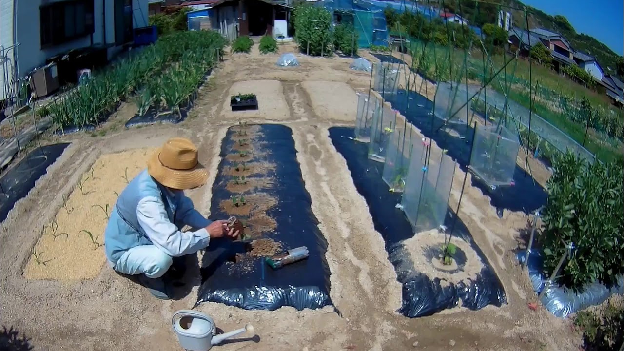 家庭菜園　枝豆植付