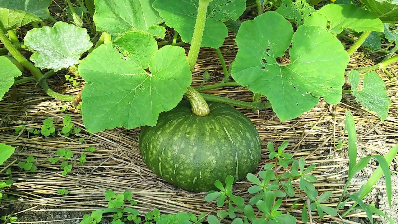 家庭菜園 広すぎる⁉