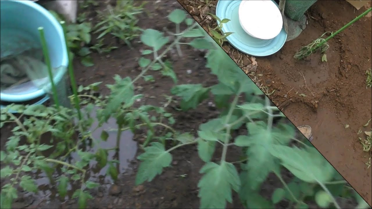 Diyから～家庭菜園ートマトのさし木！直植えして見ました。