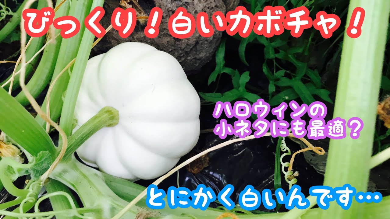 動画で家庭菜園『びっくり！白いカボチャ！　ハロウィンの小ネタにも最適？』Ｈ30.7.27