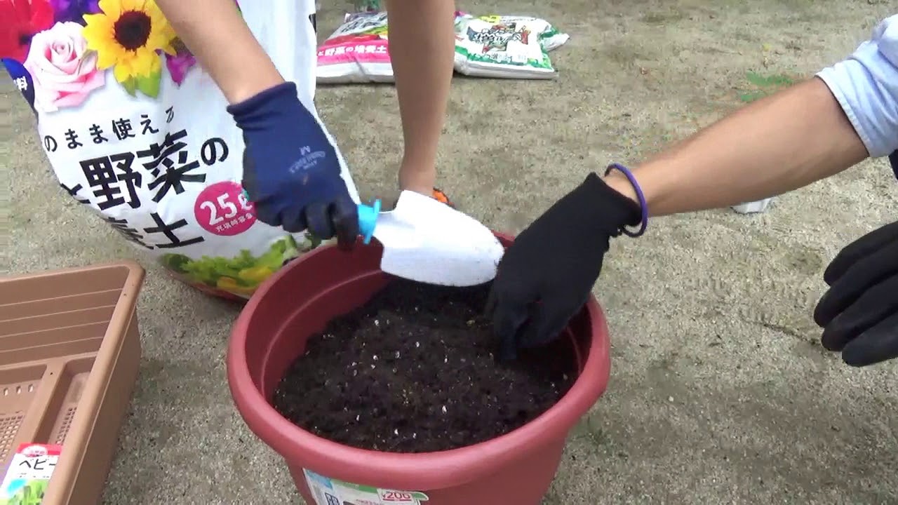 【家庭菜園】トマト苗を植えてみた　プランター編