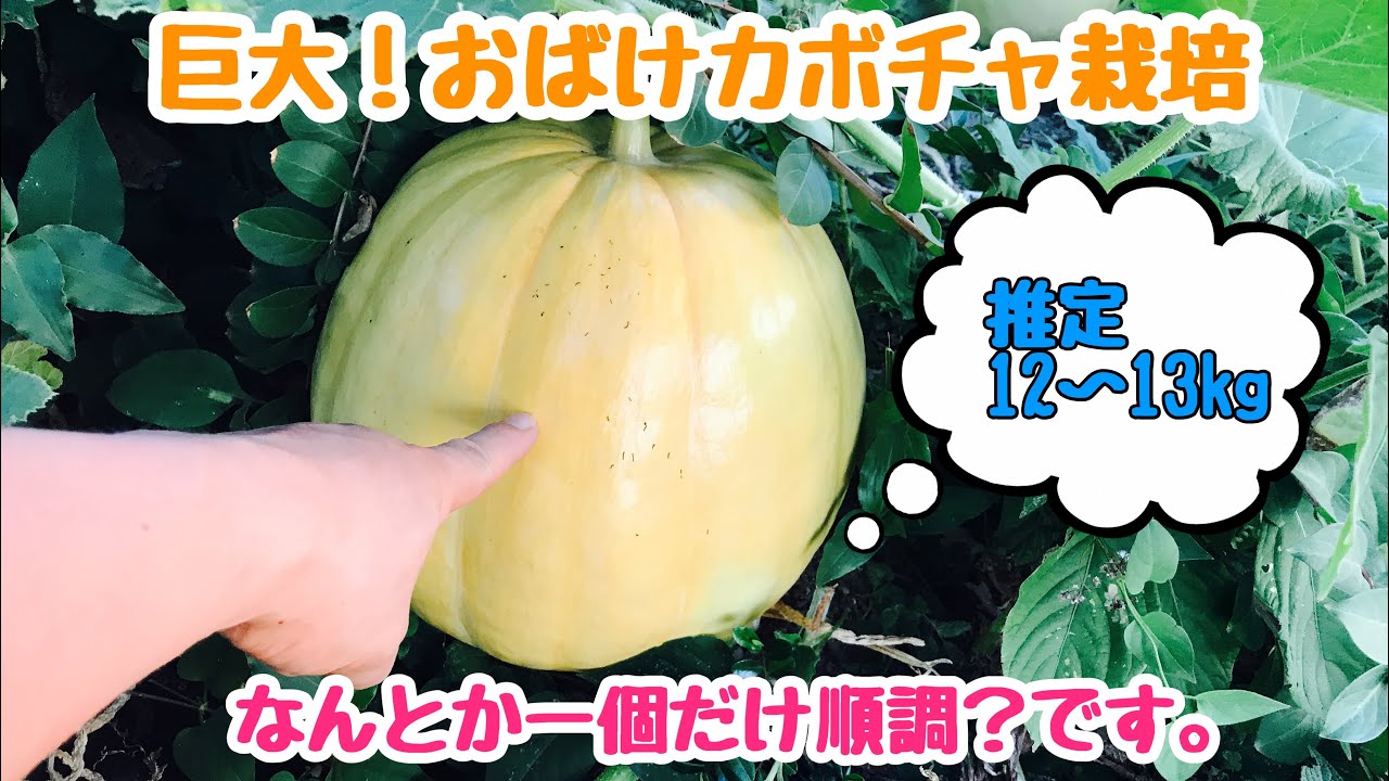 動画で家庭菜園『巨大！おばけカボチャ栽培…なんとか一個だけ順調です(*’▽’)』Ｈ30.8.26