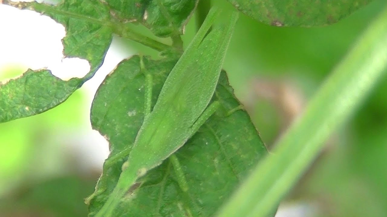 プランター菜園に住み着いてるバッタとカマキリ　2018年8月6日