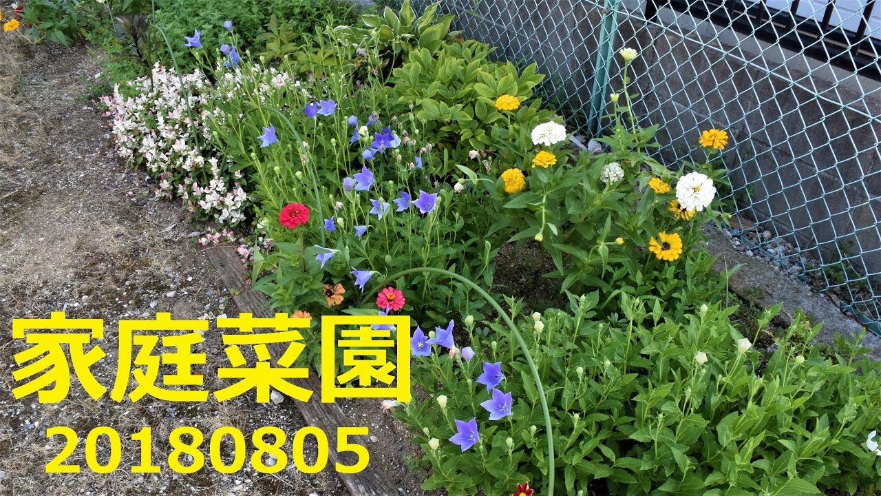 家庭菜園 「ロットの家庭菜園」 20180805