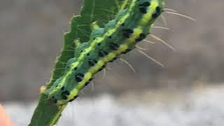 恵みの雨の翌朝家庭菜園の様子と青虫、テントウムシも元気