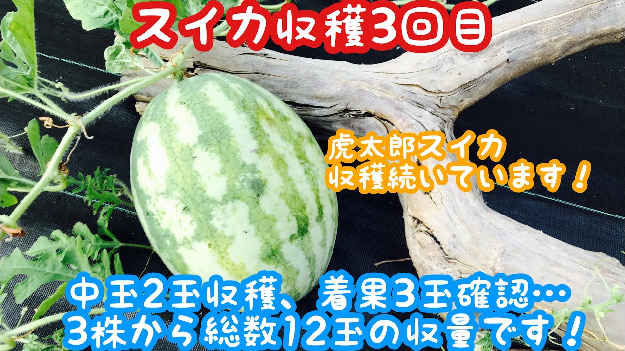 動画で家庭菜園『スイカ収穫3回目…虎太郎スイカ収穫続いています！3株から総数12玉の収量です！』Ｈ30.8.20