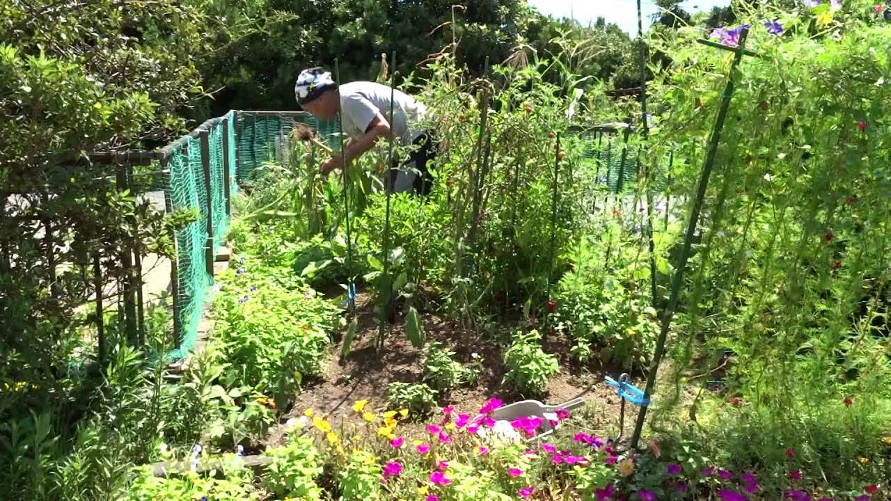 今年も家庭菜園（2年目）⑭