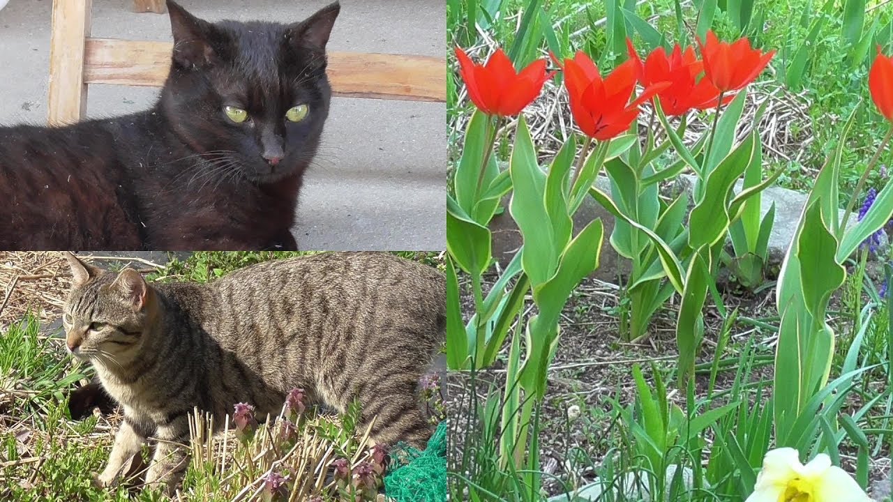 【猫の親子】家庭菜園で遊ぶ猫達。テツは去勢手術に行ってきました　cat family