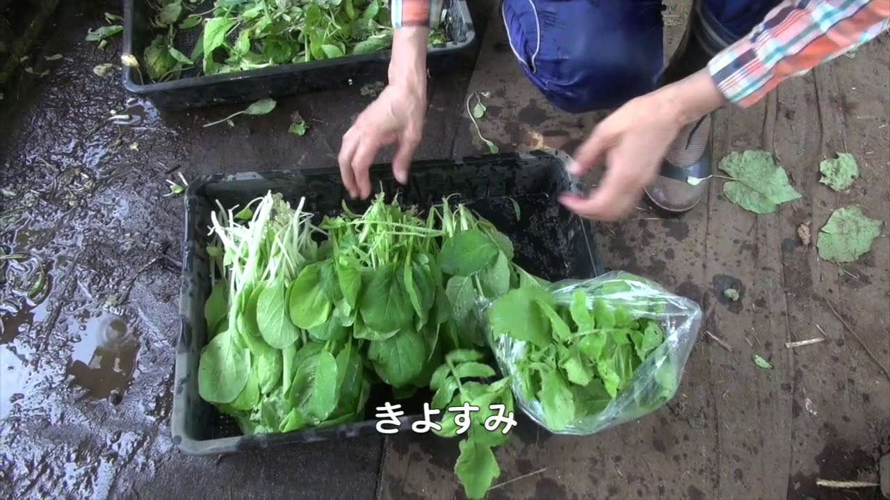 菜園だより180810菜っ葉収穫・ニンジン種まき