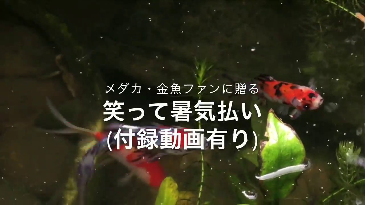 笑って暑気払い・メダカと金魚と家庭菜園のお話し