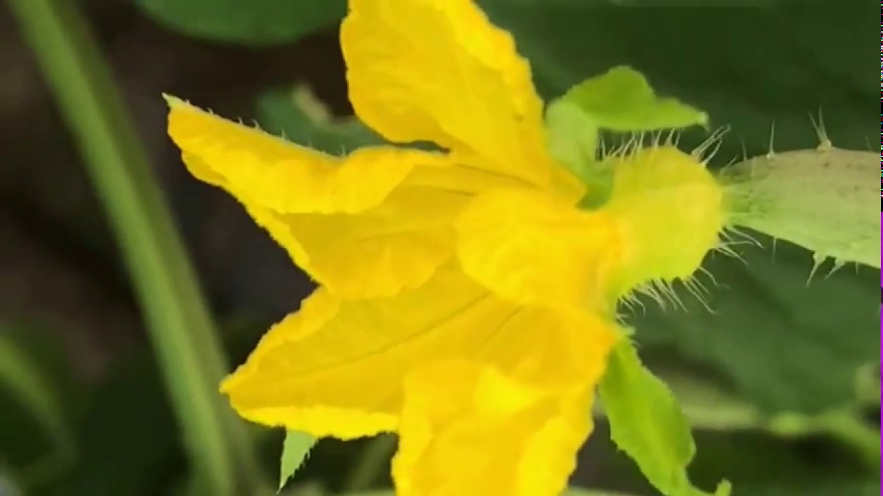 家庭菜園と花壇の花々